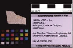 Foto (Objekt + Etiketten) von Mecochirus sp. (NHMW-GEO-1990-0041-0213)